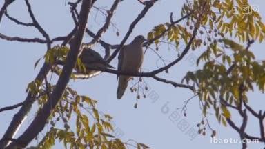 全镜头的两只鸟在秋天的树上不同的<strong>季节</strong>系列